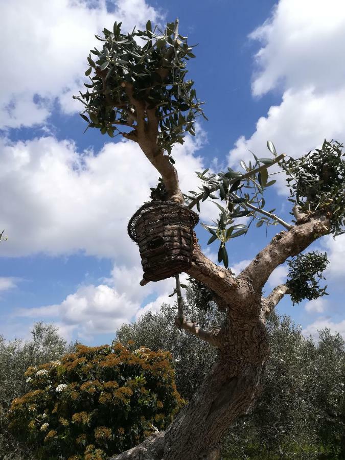 Trullo Monte Del Sale Pensionat Alberobello Eksteriør billede
